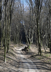 Dirt road in a leafless forest