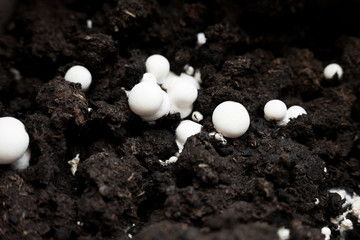 Button mushrooms in the ground