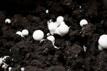 Button mushrooms in the ground