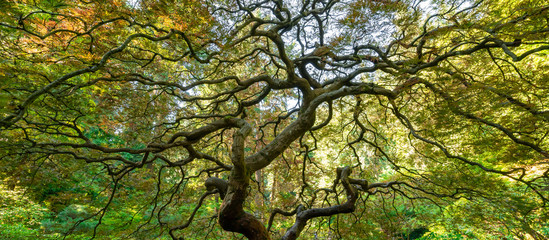 Fototapeta premium Wide angle view of the spiraling branches from underneath the famous Japanese Maple Tree in Portland, Oregon