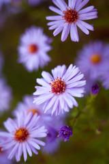 Blue aster flowers.