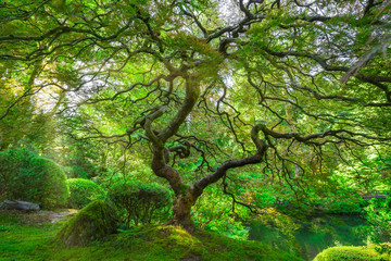 Sunshine through the beautiful Japanese Maple Tree in Portland Japanese Gardens, Oregon