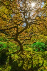 Sunshine through the Japanese Maple Tree in Portland, Oregon