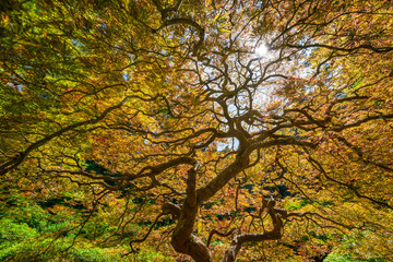Panele Szklane Podświetlane  Skręcające się gałęzie klonu japońskiego w jesiennych kolorach