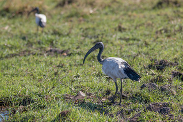 Obraz na płótnie Canvas African sacred ibis foraging at the banks of chobe river, Botswana, Africa