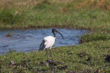 Obraz premium African sacred ibis foraging at the banks of chobe river, Botswana, Africa