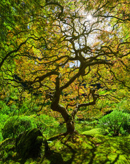 Panorama of Portland Japanese Maple Tree in Oregon