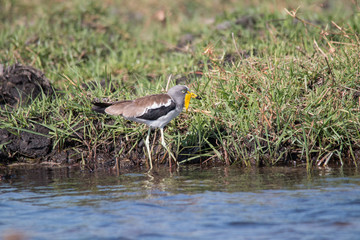 White crowned lapwing at Chobe river, Botswana, Africa