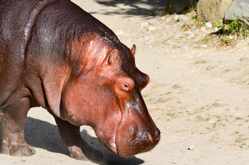 cabeza de hipopotamo rojo caminando