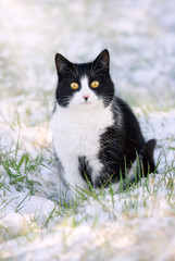 Naklejka na ściany i meble A tuxedo pattern black and white cat, European Shorthair, sitting in a snow covered meadow on a winter day, Germany