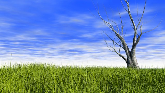 View of a large field with green grass and a large withered tree on a background of bright blue clouds