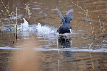 hussein bolt  challenging gallinule poule d'eau sprint  2017