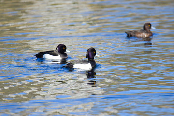 canards a houppette des hauts de seine 