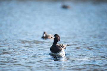 canard à collerette et houppe 