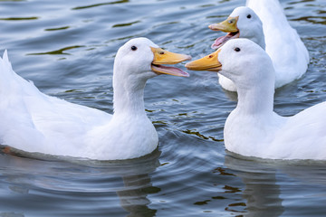 White pekin ducks (also known as aylesbury or long island ducks)