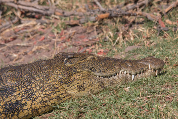 Nile crocodile at the chobe river, Botswana, Africa