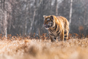 Fototapeta na wymiar Siberian Tiger running. Beautiful, dynamic and powerful photo of this majestic animal. Set in environment typical for this amazing animal. Birches and meadows