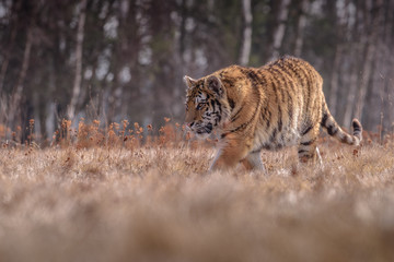 Siberian Tiger running. Beautiful, dynamic and powerful photo of this majestic animal. Set in environment typical for this amazing animal. Birches and meadows