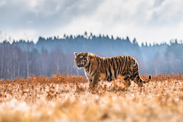 Siberian Tiger running. Beautiful, dynamic and powerful photo of this majestic animal. Set in environment typical for this amazing animal. Birches and meadows