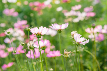 Cosmos flower blossom in garden 