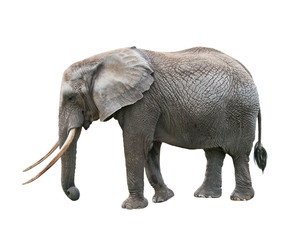 African Elephant  on white background