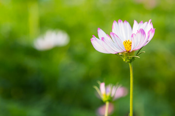 Cosmos flower blossom in garden 