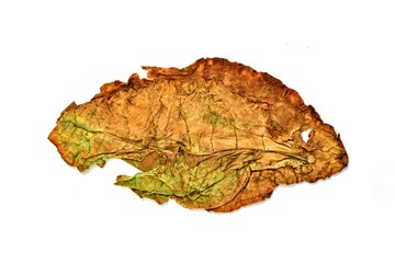 dry tobacco leaf