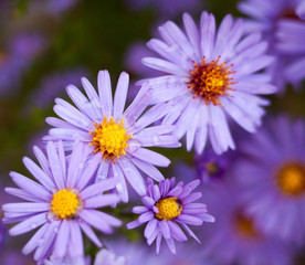 Blue aster flowers.