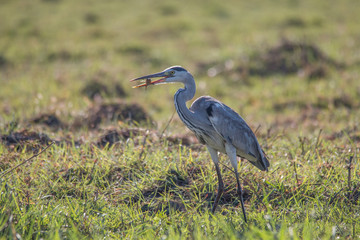 Grey heron fishing at the banks of Chobe river, Botswana, Africa