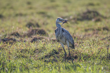 Grey heron fishing at the banks of Chobe river, Botswana, Africa