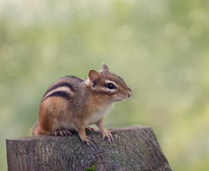 Chipmank perching on a wood