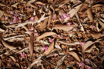 floor covered with brown dried leaves in a sunny day