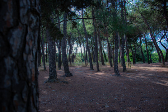 Forest trees in summer sunlight