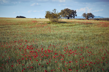 Dehesas llenas de flores en Andaluc&iacute;a