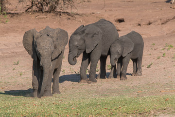 Elephants at the chobe river, Botswana, Africa