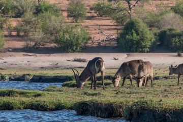 Obraz na płótnie Canvas Waterbuck on the banks of chobe river, Botswana, Africa