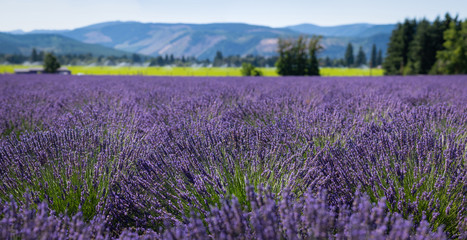 Fototapeta na wymiar Panorama of a lavender field near Hood River, Oregon