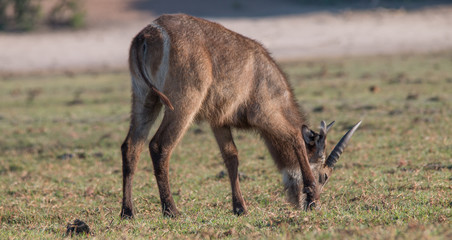 Waterbuck on the banks of chobe river, Botswana, Africa