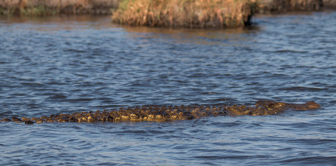 Nile crocodile at the chobe river, Botswana, Africa