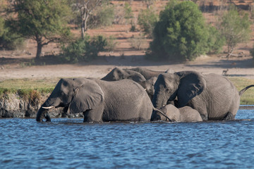 Elephants crossing the chobe river, Botswana, Africa