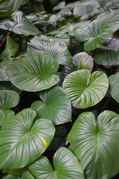 Closed up elephat ear leaves