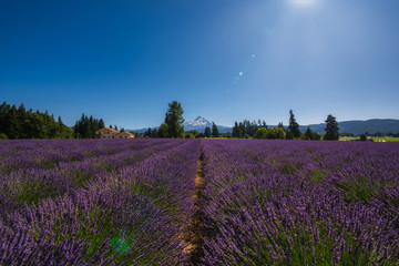 Naklejka premium Rows of Lavender leading towards Mount Hood in Oregon