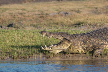 Nile crocodile at the chobe river, Botswana, Africa