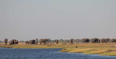 Elephants at the chobe river, Botswana, Africa