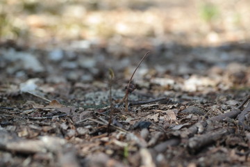ants on anthill
