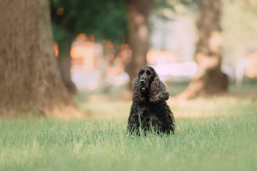 black english cocker spaniel dog sitting in the park