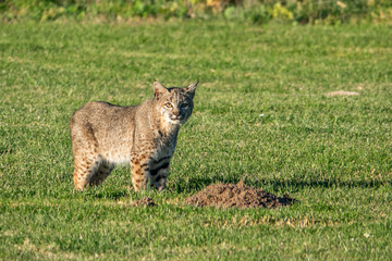A wild Bobcat (Lynx rufus) hunts for its next meal near a gopher hole, at a local park in the hills of Monterey, California.  