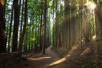 Obraz premium Sunshine through trees while hiking around Lost Lake
