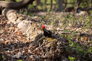 Pileated woodpecker