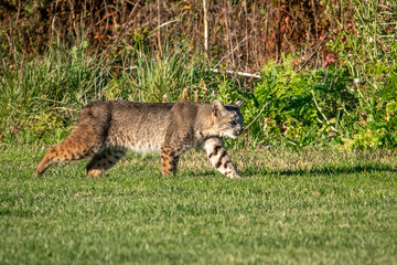 A wild Bobcat (Lynx rufus) hunts for its next meal near a gopher hole, at a local park in the hills of Monterey, California.  